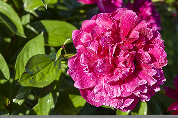 Image showing pink peony