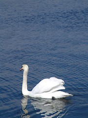 Image showing Swan