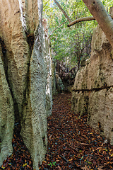 Image showing Petit Tsingy de Bemaraha, amazing landscape, Madagascar wilderness landscape