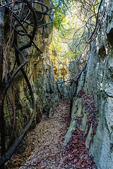 Image showing Petit Tsingy de Bemaraha, amazing landscape, Madagascar wilderness landscape