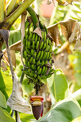 Image showing Unripe bunch of wild bananas with flower, Ranomafana national park. Madagascar