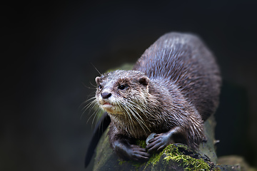 Image showing European otter rest on tree trunk