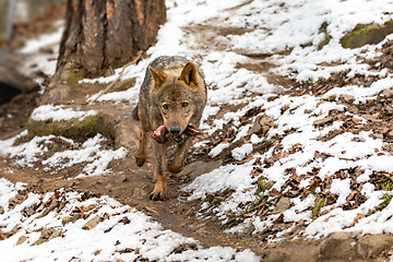 Image showing Iberian wolf (Canis lupus signatus), inhabits the forest and plains in Spain and Portugal