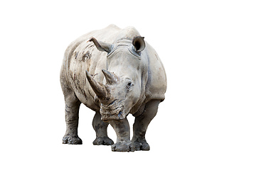 Image showing Rhino rhinoceros isolated on white background