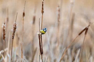 Image showing Eurasian blue tit in the nature