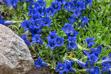 Image showing Trumpet gentiana blue spring flower in garden