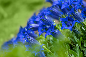 Image showing Trumpet gentiana blue spring flower in garden