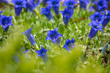 Image showing Trumpet gentiana blue spring flower in garden