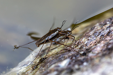 Image showing Two Gerris lacustris insects mate on the surface of a garden pond in spring