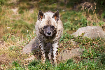 Image showing Striped hyena (Hyaena hyaena sultana)