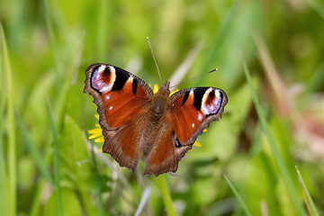 Image showing Peacock butterfly, Inachis io, drinks nectar while sitting on the dandelion