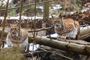 Image showing Carpathian lynx, Lynx lynx carpathicus, during the autumn