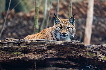 Image showing Carpathian lynx, Lynx lynx carpathicus, during the autumn