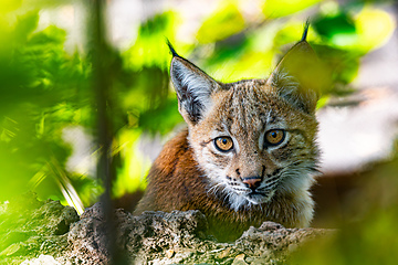 Image showing Carpathian lynx, Lynx lynx carpathicus, during the autumn