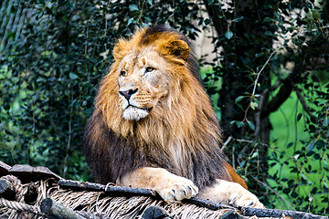 Image showing Majestic male of Southwest African lion or Katanga lion, Panthera leo bleyenberghi