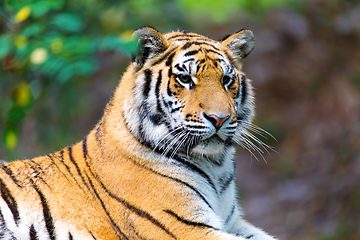 Image showing Siberian tiger, Panthera tigris altaica