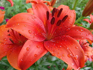 Image showing red flower