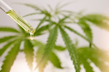 Image showing Cannabis, cbd and oil bottle or product with Marijuana plant background. Weed, health and healthcare medical innovation or pharmacy natural medicine close up of droplet for pharmaceutical science