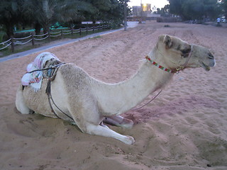 Image showing Camel