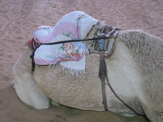 Image showing Camel Hump