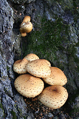 Image showing Mushroom