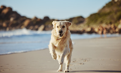 Image showing Freedom, happy running and dog on beach on summer morning walk, exercise and fun playing at ocean. Nature, water and healthy happy dog enjoying run in sea sand, cute animal happiness and pet health.