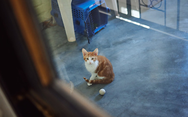 Image showing Cat, adoption and homeless charity pet at volunteering shelter for abandoned, rescue and foster animals. Curious, healthy and cute ginger kitten staring at window in professional animal sanctuary.