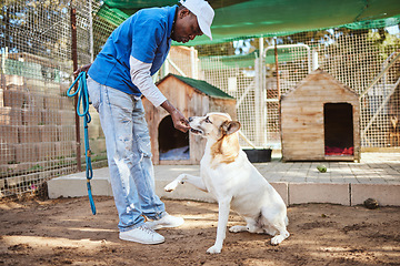 Image showing Dog, food and training for animal adoption with professional black worker at shelter for rescue and lost pets. Trainer, learning and reward for good discipline of homeless pet at volunteer center.