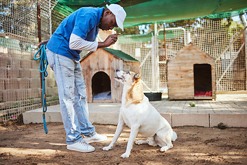 Image showing Pet dog training, animal trainer and man teaching dog respect, listening to master and owner obedience with sit command. Animal shelter worker, pet care and professional dog trainer coaching rescue