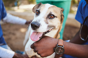 Image showing Pets, vet and doctors hands with a dog at a community charity center for homeless dogs and sick animals. Veterinary, volunteer and social workers working on helping puppies with medical healthcare