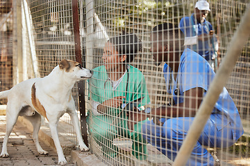 Image showing Veterinary doctors, dog and at animal shelter with volunteer, medical staff and health checkup. Adoption, puppy and inspection for wellness, pet healthcare and vet training for obedience with tablet.