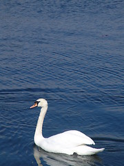 Image showing Swan