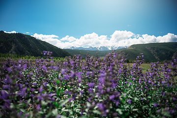 Image showing Summer landscape in Altai mountains