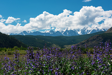 Image showing Summer landscape in Altai mountains