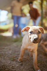 Image showing Portrait of dog walking at animal shelter, pet care and healthy animal ready for adoption. Love, friendship and growth, cute happy puppy on nature walk with family in summer looking for a future home