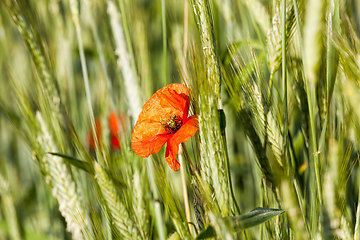 Image showing red poppies on agricultural land