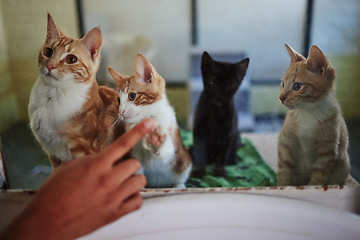 Image showing Cat, adoption and animal shelter with a hand on a pet store window choosing a feline to rescue. Charity, donation and volunteer with a person shopping for or buying a kitten from a veterinary clinic