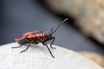 Image showing Firebug, Pyrrhocoris apterus, is a common insect of the family Pyrrhocoridae