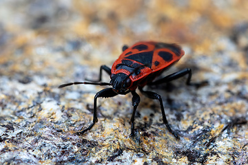 Image showing Firebug, Pyrrhocoris apterus, is a common insect of the family Pyrrhocoridae