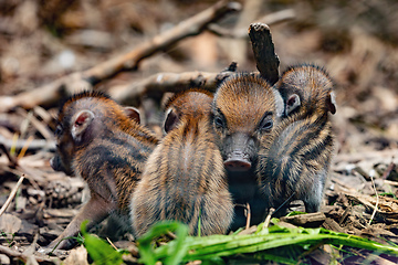 Image showing Endangered small baby of Visayan warty pig