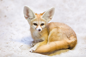 Image showing Fennec fox, Vulpes zerda is a small crepuscular fox