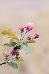 Image showing Pink apple flower with blurry background and shallow depth of field.