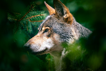 Image showing European wolf (Canis lupus lupus), wolf native to Europe and Asia.