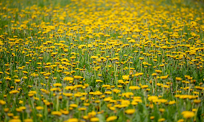 Image showing Dandelion field in spring, spring flowers dandelions