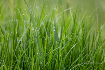 Image showing Fresh green grass plant background