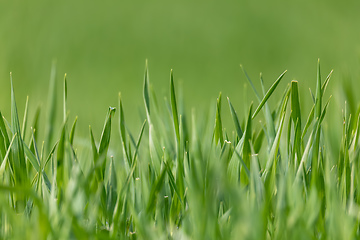 Image showing Fresh green grass plant background