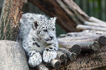 Image showing Irbis, Snow leopard (Panthera uncia)