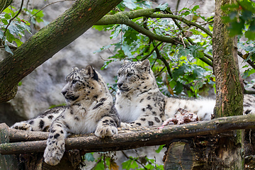 Image showing Irbis, Snow leopard (Panthera uncia)