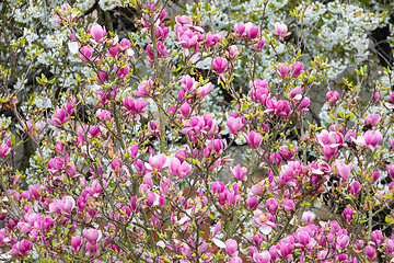 Image showing Magnolia tree blossom in springtime