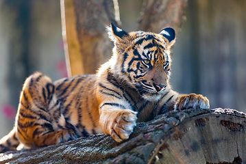 Image showing Sumatran Tiger, Panthera tigris sumatrae